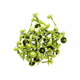 Petits brads vert Petits brads vert